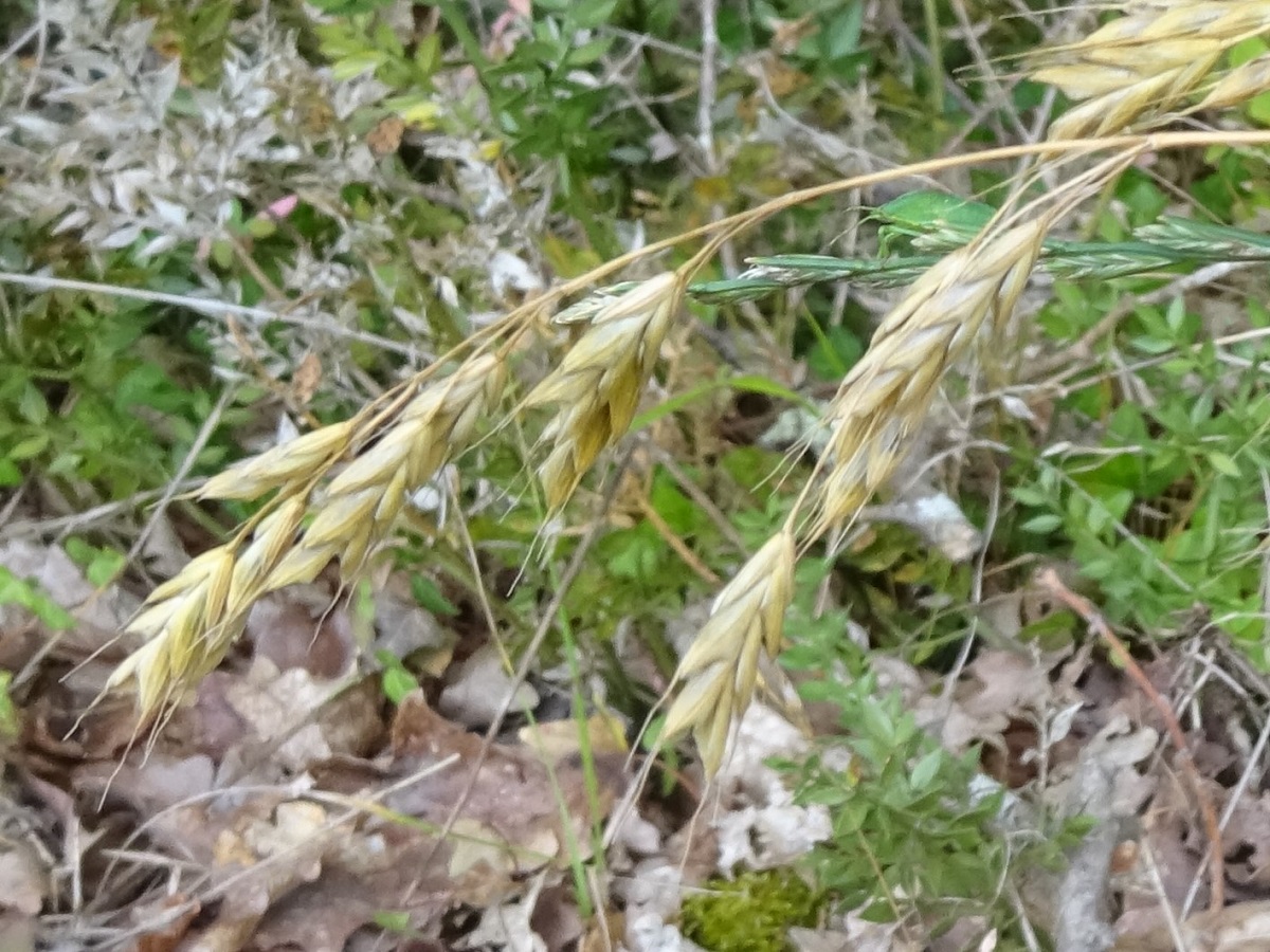 Bromus commutatus subsp. decipiens (Poaceae)